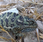 chamaeleon_2011_01