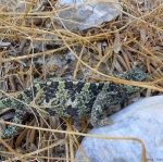 chamaeleon_2011_02