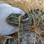 chamaeleon_2011_03