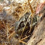 chamaeleon_2011_04