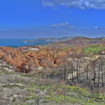 Waldbrandgebiet hoch über Kokkari